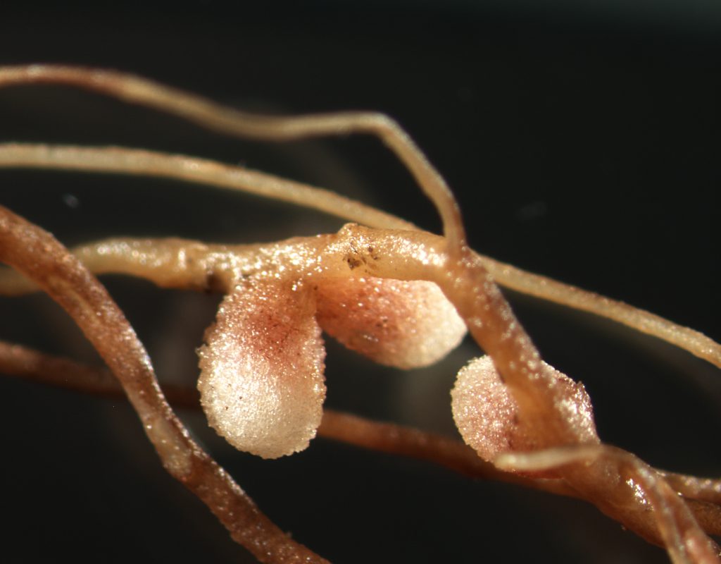 Formación nodular creada por la bacteria en las raíces de la veza cómo consecuencia de la relación positiva que se da entre la planta y el microorganismo