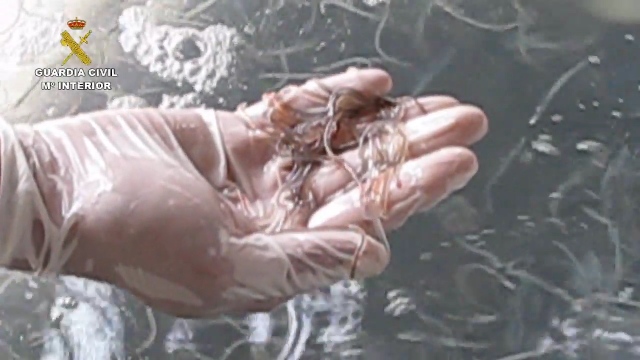 La Guardia Civil desarticula una red que había exportado ilegalmente más de 2,5 toneladas de angulas