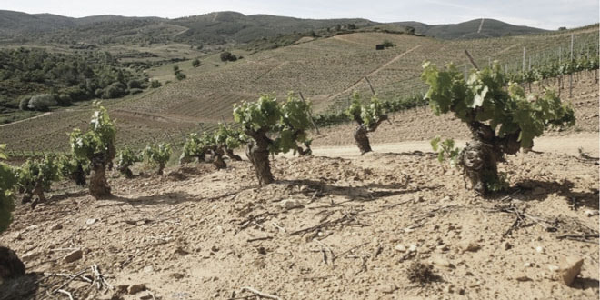 Los viticultores denuncian la pérdida del 80 % del viñedo viejo