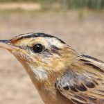 El carricerín cejudo, una de las aves más amenazadas del mundo, descansa en las marjales de la Comunidad Valenciana
