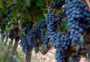 La superficie de viñedo ecológico crece más de un 13% en año y medio