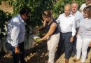 La Uva de Mesa Embolsada Vinalopó genera 30 millones de euros y más de 13.000 empleos
