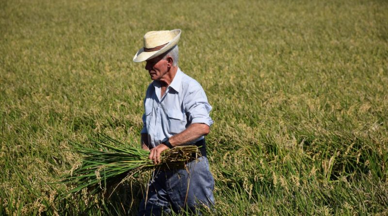 El cultivo del arroz en la Albufera «ayuda a sostener un uso adecuado en los ecosistemas originales»