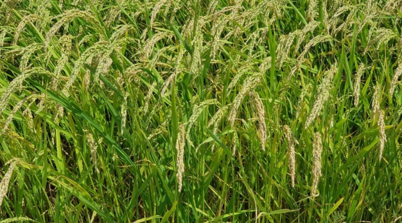 Las plantas de arroz en simbiosis con un hongo se vuelven más resistentes