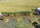 AVA denuncia que Myanmar “burla” la cláusula de salvaguarda y dispara un 1.080% sus envíos de arroz japónica a la UE