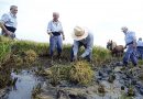 Un minitastarrós protagonizará la Fiesta de la Siega de Catarroja con paella valenciana, de pato y marinera con setas