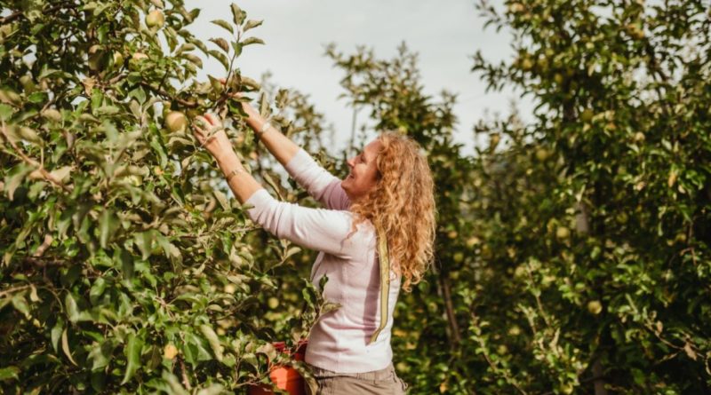 No solo el agua o el sol intervienen en los cultivos…El viento, guardián silencioso de las manzanas