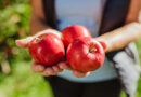Los secretos de la agricultura ecológica de manos del mayor productor de manzana orgánica de Europa, Bio Val Venosta