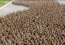 Un Ejército de patos, el arma de destrucción de las plagas del arroz