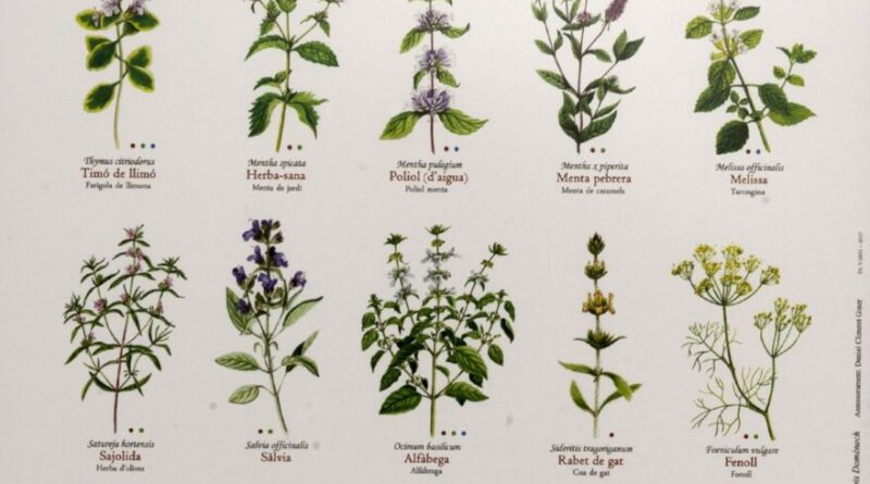 Estas son las láminas y marcapáginas de la flora aromática valenciana