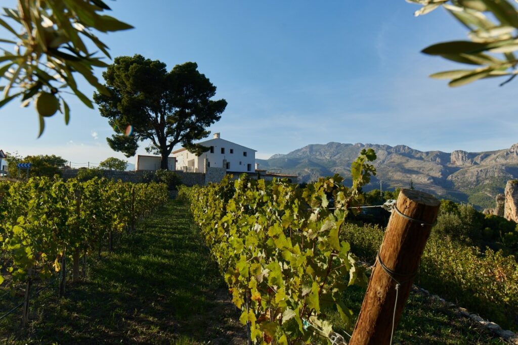 La Viticultura Vuelve Al Valle Del Guadalest Un Siglo Después Con Un Proyecto De Recuperación 5861