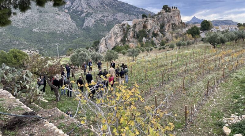 La viticultura vuelve al Valle del Guadalest un siglo después con un proyecto de recuperación agrícola y económica que creará 70 empleos