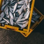 España es uno de los países que ha sufrido una fuerte presión de especies invasoras de pescados