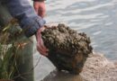 Guerra biológica: la única vía para acabar con el mejillón cebra en aguas abiertas en España
