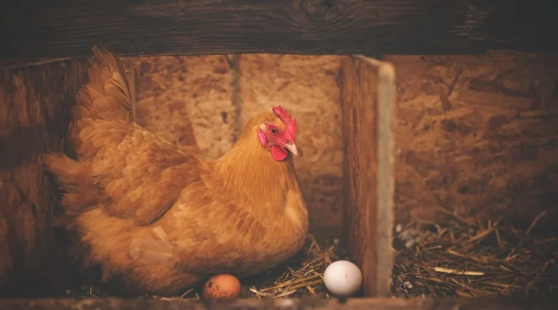 Posibles normativas europeas preocupan al sector avícola español: ¿es viable producir pollos y huevos con densidad máxima de 11 kg/m²?