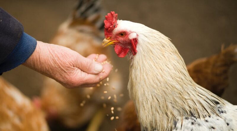 Desmintiendo mitos sobre la carne de pollo: ¿Importa el color de la carne?
