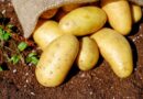 La patata agria: la variedad moderna que hace las mejores patatas fritas