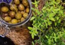 Receta olivas aliñadas: Aceitunas con Aliño de Hierbas Aromáticas