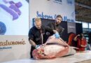 Alicante Gastronómica inicia con el ronqueo de un impresionante atún rojo de 200 kilos